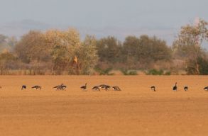 Nyert az Otus Egyes�let: az �t�l�t�bla felf�ggesztette k�t vesz�lyeztetett l�dfaj vad�szat�t