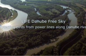 Nemzetk�zi programmal v�dik a madarakat a nagyfesz�lts�g� t�vvezet�kek �ltal okozott balesetekt�l