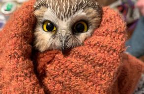 Apr� baglyot tal�ltak a New York-i Rockefeller Center kar�csonyf�j�nak �gai k�z�tt