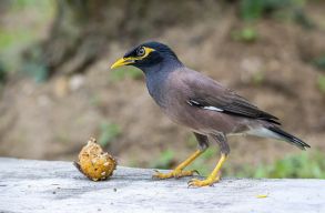 Spanyol �s brit kutat�k �ssze�ll�tott�k a list�t az �sszes invaz�v fajr�l, amit ki kellene Eur�p�b�l irtani