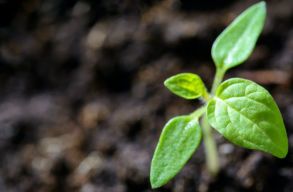 A n�v�nyek a k�mia nyelv�t besz�lik. De �rdemes-e Mozartot tenni a szoban�v�nyeinknek?