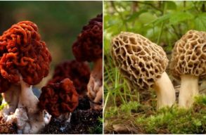 A „m�rges gomb�k” fegyverei, avagy mi �ll a gombam�rgez�sek h�tter�ben?