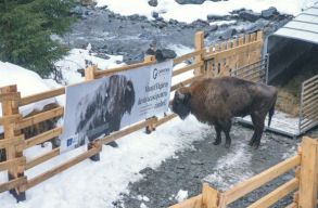 �jabb b�l�nyek �rkeztek a Fogarasi-havasokba