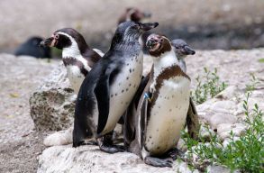 Mi�rt ennyire elterjedt az �llatvil�gban a homoszexualit�s �s mennyiben �r�k�lhet�?