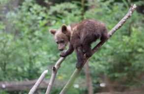 Nem tal�lj�k a n�gy medvebocsot, amelyeket az erd�munk�sok kidobtak a h�ba