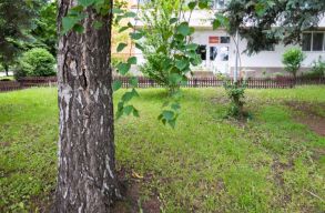 Mit kell tudni a sepsiszentgy�rgyi t�mbh�znegyedekben l�v� f�k kiv�g�s�r�l, �ltet�s�r�l? 