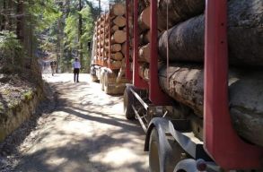 WWF: a farakom�nyok kevesebb mint 1 sz�zal�k�t ellen�rzik az erd� kij�rat�n�l