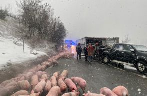 Felborult egy 600 malacot sz�ll�t� tehersz�ll�t� aut�