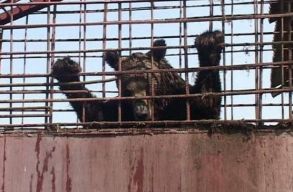 Illeg�lis medvefarmot m�k�dtet egy aradi f�rfi, de a hat�s�gok nem tesznek semmit