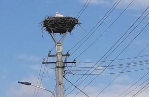 M�r vissza�rkeztek az els� g�ly�k Erd�lybe