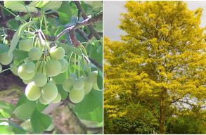 Ginkgo f�t �s gled�ci�t �ltetnek a h�rsak helyett Kolozsv�ron, de van egy kis baj