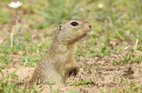 Megv�den�k a rom�niai gyepeket. Ak�r EU-s k�telezetts�gszeg�si elj�r�s �tj�n is