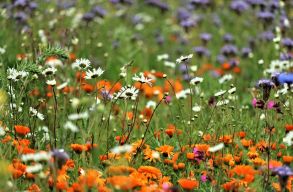 Meglep�en z�ld Rom�nia helyre�ll�t�si terve, de m�g �gy is lehetne jav�tani rajta