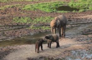 K�ny�rtelenek a sz�mok: kihal�s fenyegeti az erdei �s az afrikai elef�ntokat is