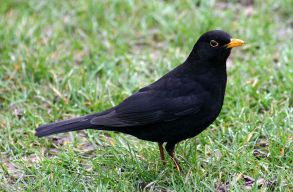 Milyen madarak sz�lnak ebben az id�szakban? �s mit tehet�nk, ha seg�teni szeretn�nk nekik?