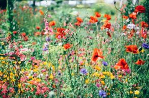 A F�ld napja - Vir�gos talajtakar�kkal a biol�giai soksz�n�s�g�rt