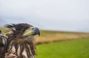 Helyrehozt�k, majd jelad�val a h�t�n engedt�k szabadon Z�dort, a r�ti sast. Mi is k�vethetj�k, merre j�r