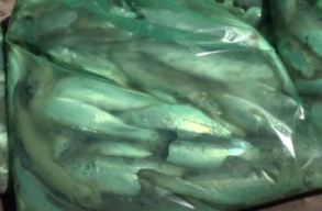 Amm�ni�val m�rgezte meg a B�k�s-patakot egy Neamț megyei cementgy�r, komoly halpusztul�st okozva