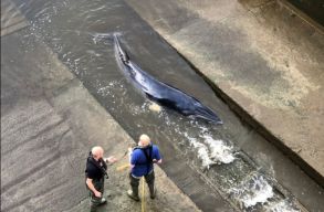 S�r�lt b�lnaborj� sodr�dott a londoni Temze betonpartj�ra, t�bbsz�z kilom�terre ker�lve term�szetes �l�hely�t�l