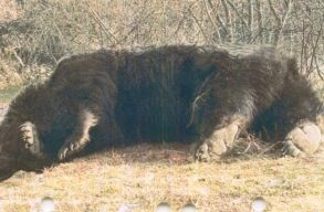 Az Eur�pai Bizotts�g is figyelemmel k�s�ri a Sz�kelyf�ld�n lel�tt Arthur eset�t