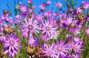  �shonos, �jhonos, idegenhonos – hogyan tekints�nk az �jonnan �rkez� fajokra?