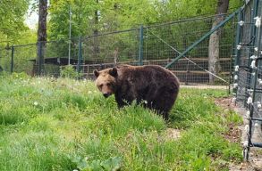 38 �vi fogs�g ut�n v�gre a zernyesti menhelyre ker�lt a N�vtelen N�st�nymedve