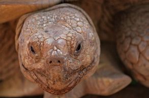 100 �ve kihaltnak hitt �ri�stekn�sre bukkantak Gal�pagoson