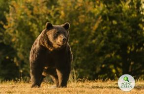 Pert ind�tott Liechtenstein hercege az Arthur kil�v�se k�r�li h�rver�s miatt. Egymilli� eur�t k�vetel 