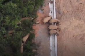 Megl�pett egy k�nai v�dett ter�letr�l egy 15 f�s elef�ntcsorda, m�r 500 km-re csatangoltak el (vide�)