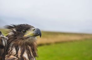 Elpusztult Kelet-Ukrajn�ban Z�dor, a mentett r�tisas