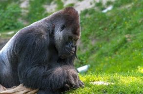 �l�helyeik ak�r 94%-�t elvesz�thetik az afrikai f�eml�s�k 2050-ig