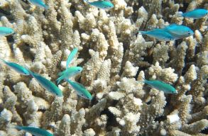 Mesters�ges �ce�nl�gos�t�s menthetn� meg a korallokat?