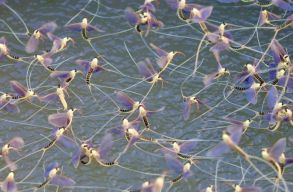 A Duna-delt�ban m�r megkezd�d�tt a „tiszavir�gz�s”