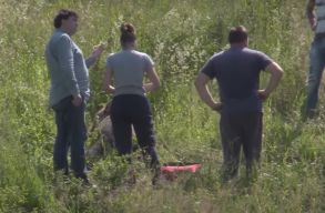 Medv�t g�zoltak el Kolozs megy�ben, a s�r�lt �llatot el kellett altatni