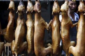 Hi�ba rem�nykedtek az �llatv�d�k, id�n is megtartj�k a kutyah�sev� fesztiv�lt K�n�ban