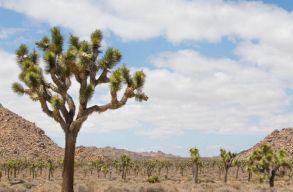 18 ezer doll�ros b�rs�got kapott egy kaliforniai p�r j�zsu�f�k kiirt�sa miatt