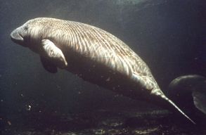 �hen halnak a tengeri tehenek Florida partjain�l