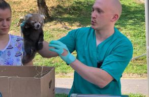 V�r�s kispand�k sz�lettek a brass�i �llatkertben, a vesz�lyeztett fajb�l alig p�r ezer �l vadon (vide�)