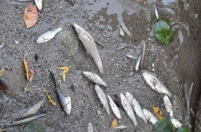 Halpusztul�s a Nyugati-Zsil foly�ban: lehet, hogy a felmelegedett v�z okozta?