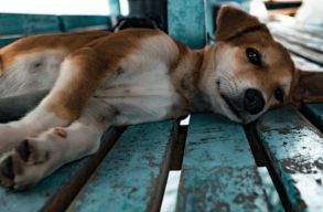 Mi�rt nem ivartalan�t m�g mindig a rom�niai gazd�k t�bbs�ge?