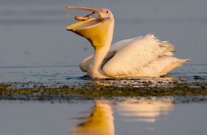 PETlican-projekt: mad�rlesre viszi a Duna-delt�ban a pillepalack-gy�jt�ket a SOR 