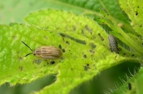 A parlagf�-olajosbogarat vetn�k be a parlagf� ellen magyar kutat�k