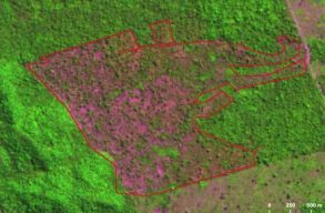 Egy �v alatt akkora ter�leten csupasz�tott�k le a braz�liai es�erd�ket, hogy New York 13-szor elf�rne rajta