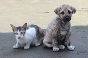 140 kuty�t �s 60 macsk�t menek�tenek ki a britek Afganiszt�nb�l