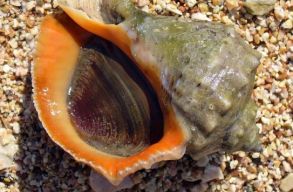 Ragadoz� csiga puszt�tja a Fekete-tenger �l�vil�g�t, de a helyi hal�szok meg�lnek bel�le (vide�)