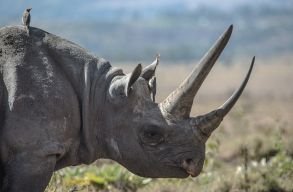 105 �v b�rt�nre �t�lt�k az orvvad�szokat, akik h�rom rinoc�roszt �ltek meg