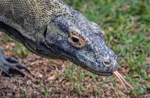 Kihal�s fenyegeti a vil�g legnagyobb gy�kj�nak tartott komod�i var�nuszt