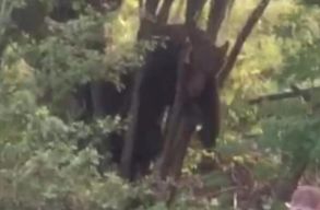 12 �r�n kereszt�l k�nl�dott egy sz�gesdr�t fogs�g�ban egy medve, mert nem volt, aki k�zbel�phetett volna