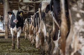 V�c�haszn�latra szoktatj�k a szarvasmarh�kat, hogy  cs�kkents�k a l�gszennyez�st