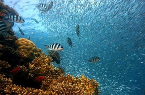 70 �v alatt elvesztett�k a korallz�tonyok fel�t